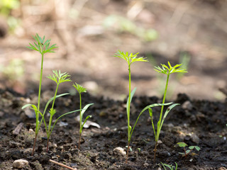 Tiny carrots just sprouting on farm