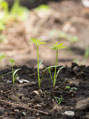 Tiny carrots just sprouting on farm