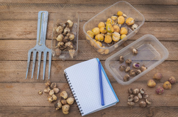 Bulbs of spring flowers on a wooden table