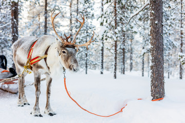 Obraz premium Reindeer safari