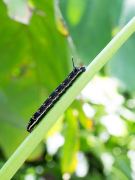 Larva of Theretra oldenlandiae