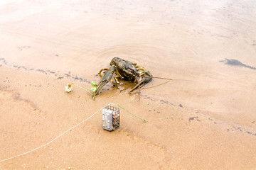 Cancer of the flower.