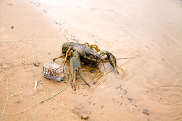 Cancer and feeding trough.