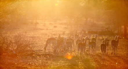 Printed kitchen splashbacks Antelope Impalas in South Africa