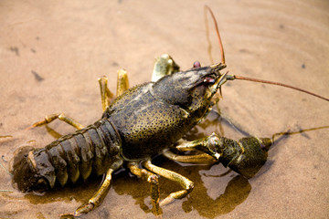 Type of lobster on top.