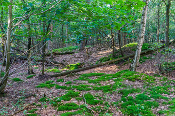 forest mossy landscape