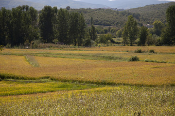 Fototapeta premium rice paddy 