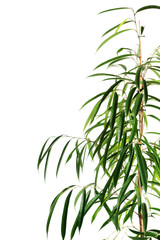 Dracaena lush leaves