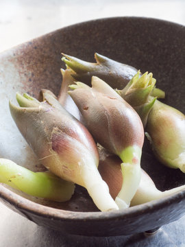 Japanese zingiber mioga also known as a myoga