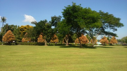 Plant in Prambanan Temple, Yogyakarta City, Indonesia