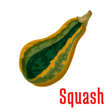 Ripe squash vegetable icon, cartoon style