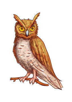 Night owl sketch icon