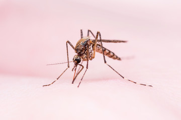 Mosquito Bite