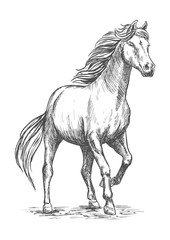 Obraz na płótnie Canvas White horse with stomping hoof portrait