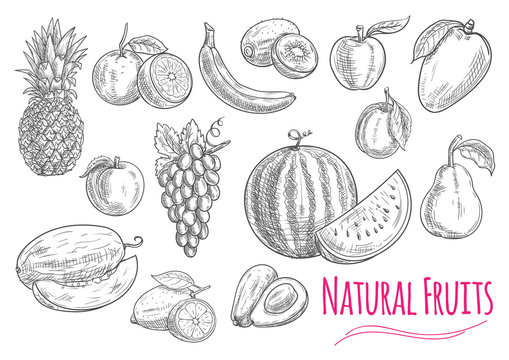 Sweet fresh fruits isolated sketches