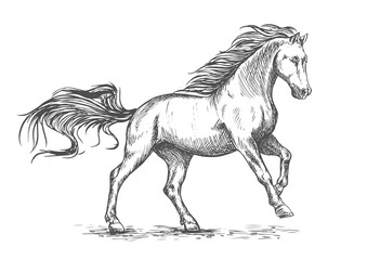 Obraz na płótnie Canvas Running galloping white horse sketch portrait