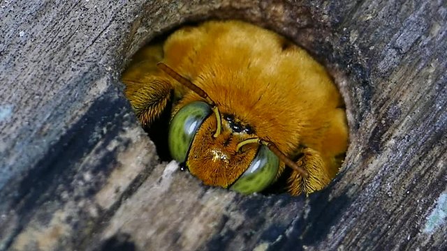 Carpenter bee (Xylocopa varipuncta) in cavity on wooden at tropical rain forest. 