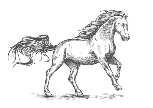 Running galloping white horse sketch portrait
