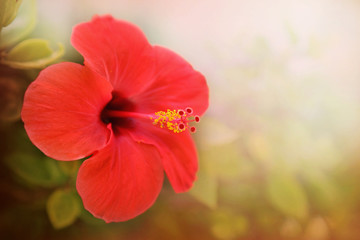 Obraz premium Red hibiscus