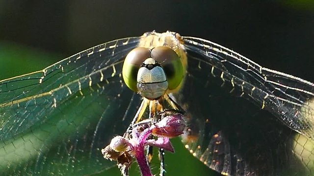 Dragonfly lands on a flower in tropical rain forest. 