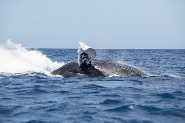 Humpback Whale Crashing Into Sea After Breach