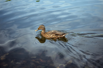 duck swimming