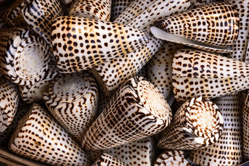 Mini conch shells