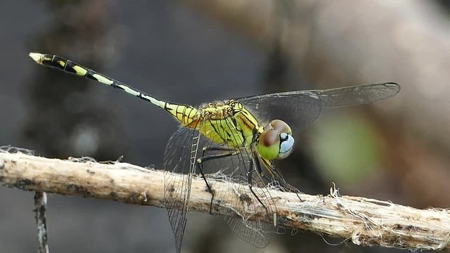 Dragonfly on branch in tropical rain forest.