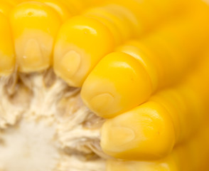yellow corn as a background. macro © schankz