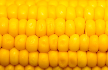 yellow corn as a background. macro