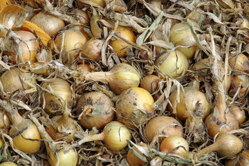 Dry onions for further processing and storage