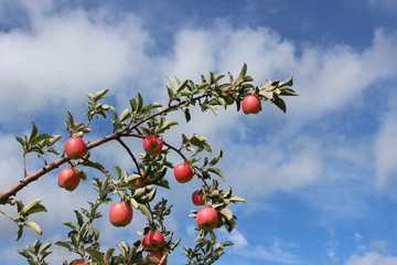 Apples in tree