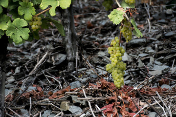 white Wine grapes Region Moselle River Winningen 7