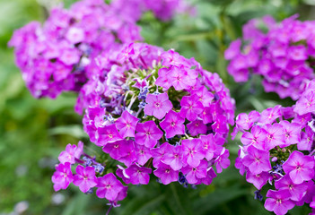 beautiful purple flower in nature