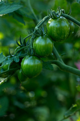 Tomatoes Growing