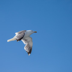 Glaucous-winged Gull