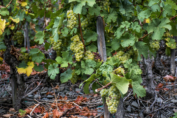 white Wine grapes Region Moselle River Winningen 5