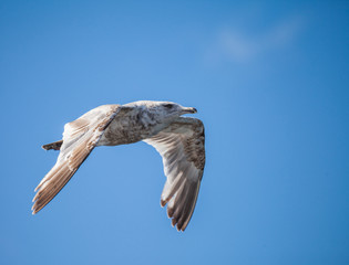 Glaucous-winged Gull