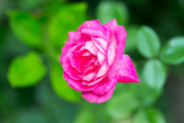 beautiful red flower in nature