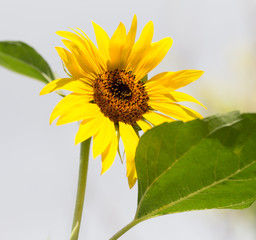 beautiful yellow flower of a sunflower on nature