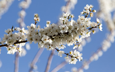 flowers on the tree against the blue sky