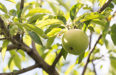green apple on the tree