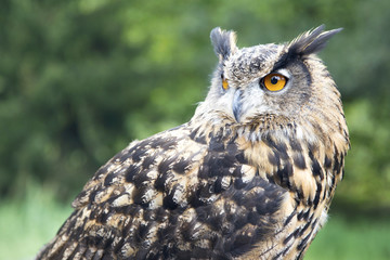 Closeup of a Eurasian eagle-owl (Bubo bubo), also called European eagle-owl. Outdoors. Shallow deep...