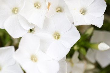 Fototapeta na wymiar beautiful white flower in nature