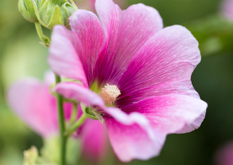beautiful red flower in nature