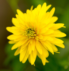 beautiful yellow flower in nature