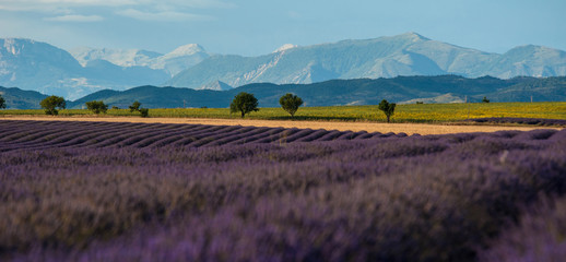 Lavender field