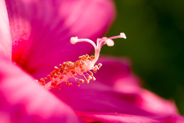 pollen in a red flower. macro