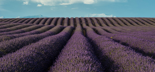 Naklejka premium Lavender field