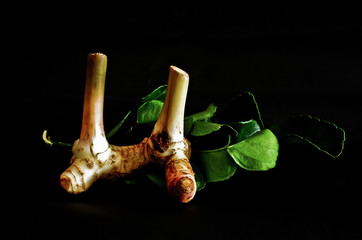 herb on black background